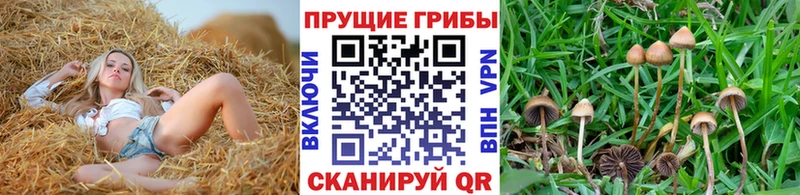 Псилоцибиновые грибы GOLDEN TEACHER  купить   Белый 